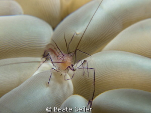 coral shrimp by Beate Seiler 